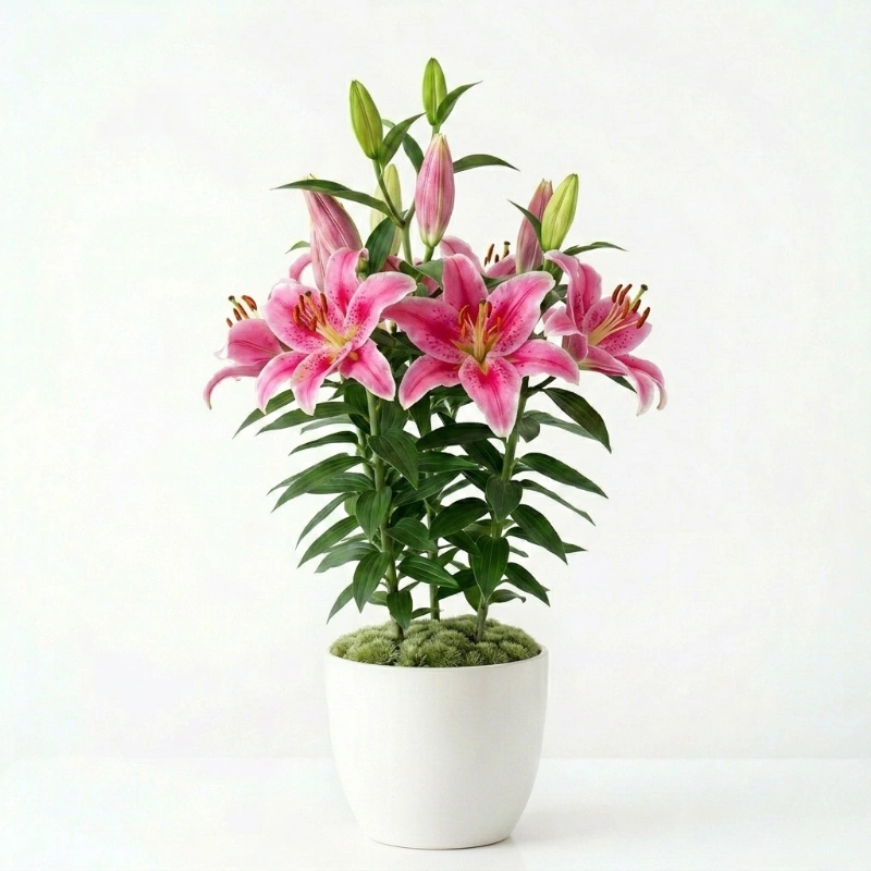 Saksılı Pembe Lilyum
