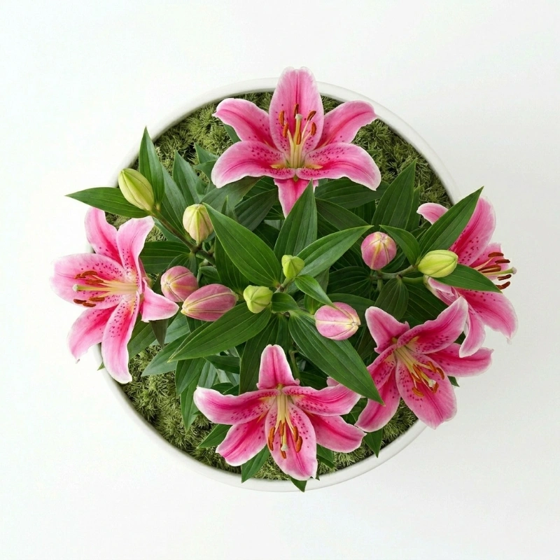 Saksılı Pembe Lilyum