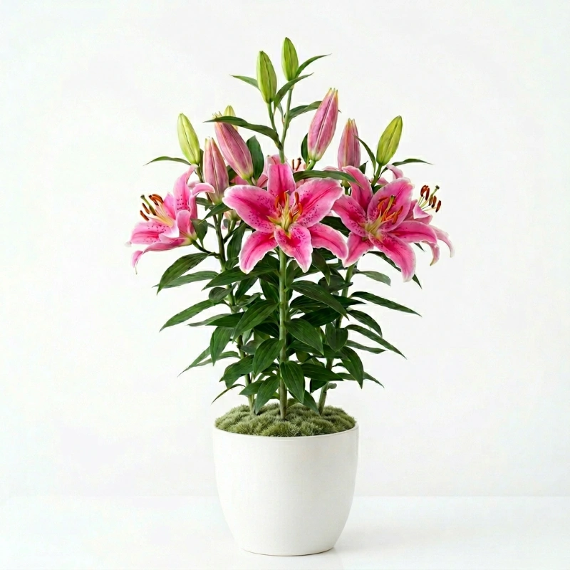 Saksılı Pembe Lilyum