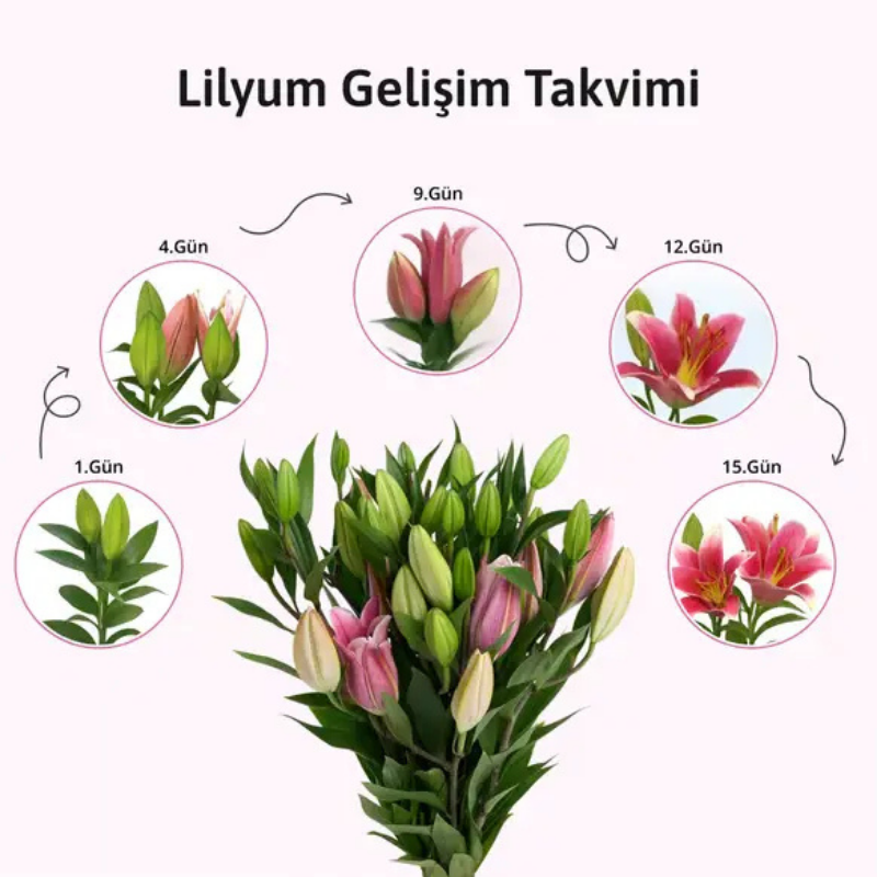 Saksılı Pembe Lilyum