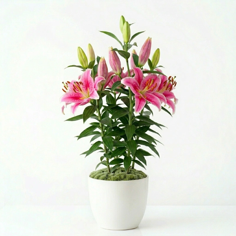 Saksılı Pembe Lilyum